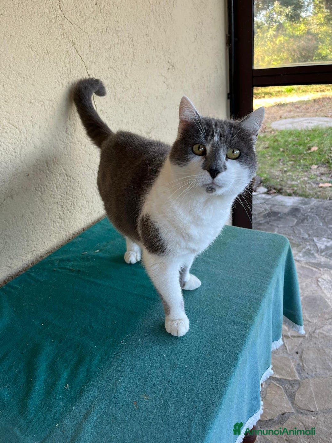 Europeo gatti in regalo: Due Gatti Adulti Buoni - Annuncio 6