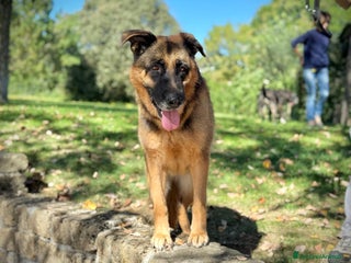 Pastore Tedesco cani ZAIRA UN CANE CON LA C MAIUSCOLA, IN ADOZIONE - Annuncio 1