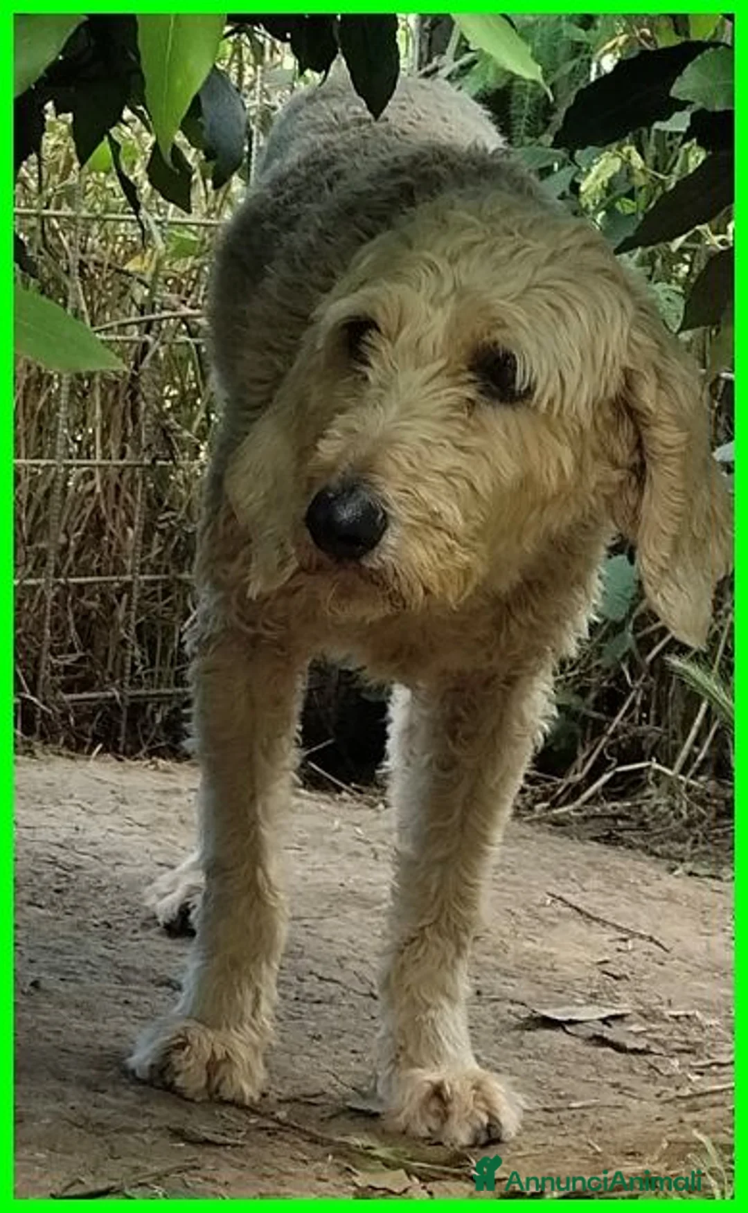 Meticcio cani in regalo: ALDO dolce e tranquillo! - Annuncio 5