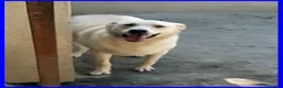 Meticcio cani in regalo: FOLK allegro e solare pacioccone - Annuncio 3