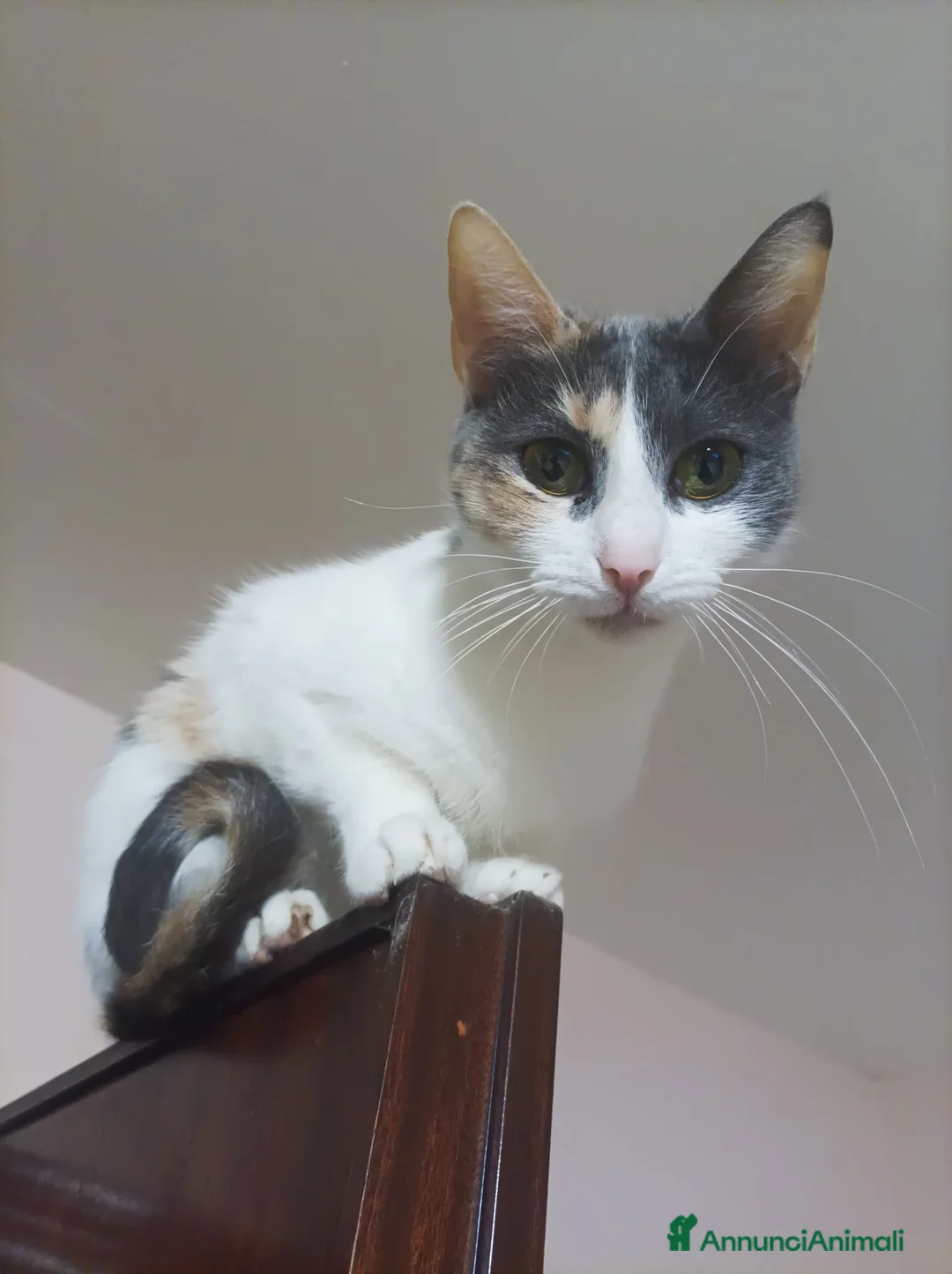 Meticcio gatti in regalo: Regaliamo gattini - Annuncio 3