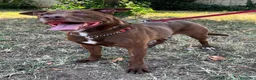 Meticcio cani in regalo: CARAMELLO CERCA FAMIGLIA - Annuncio 4