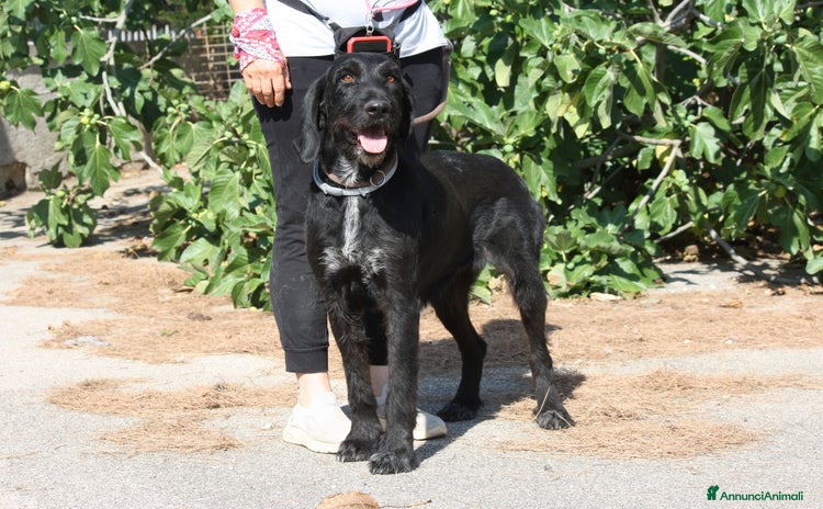 Altre razze cani a Città Metropolitana di Bologna - Annuncio 3