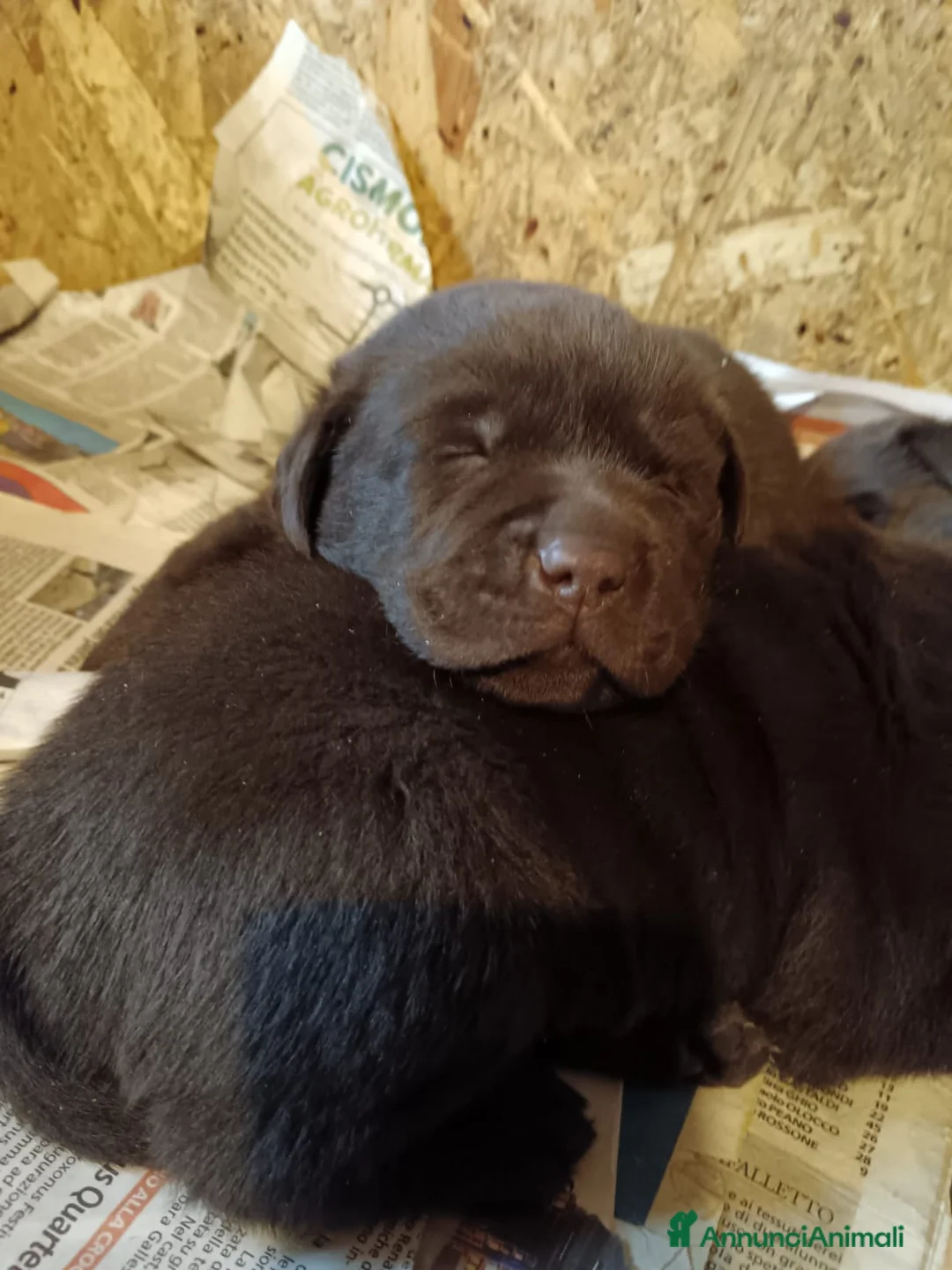 Labrador cani in vendita: Cuccioli di labrador  a Provincia di Cuneo - Annuncio 7