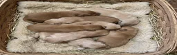 Golden Retriever cani in vendita: Golden Retriever Americano 100% - 2 Femmine ENCI - Annuncio 2