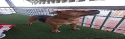 Pitbull cani in regalo: Nome:Thor - Annuncio 3