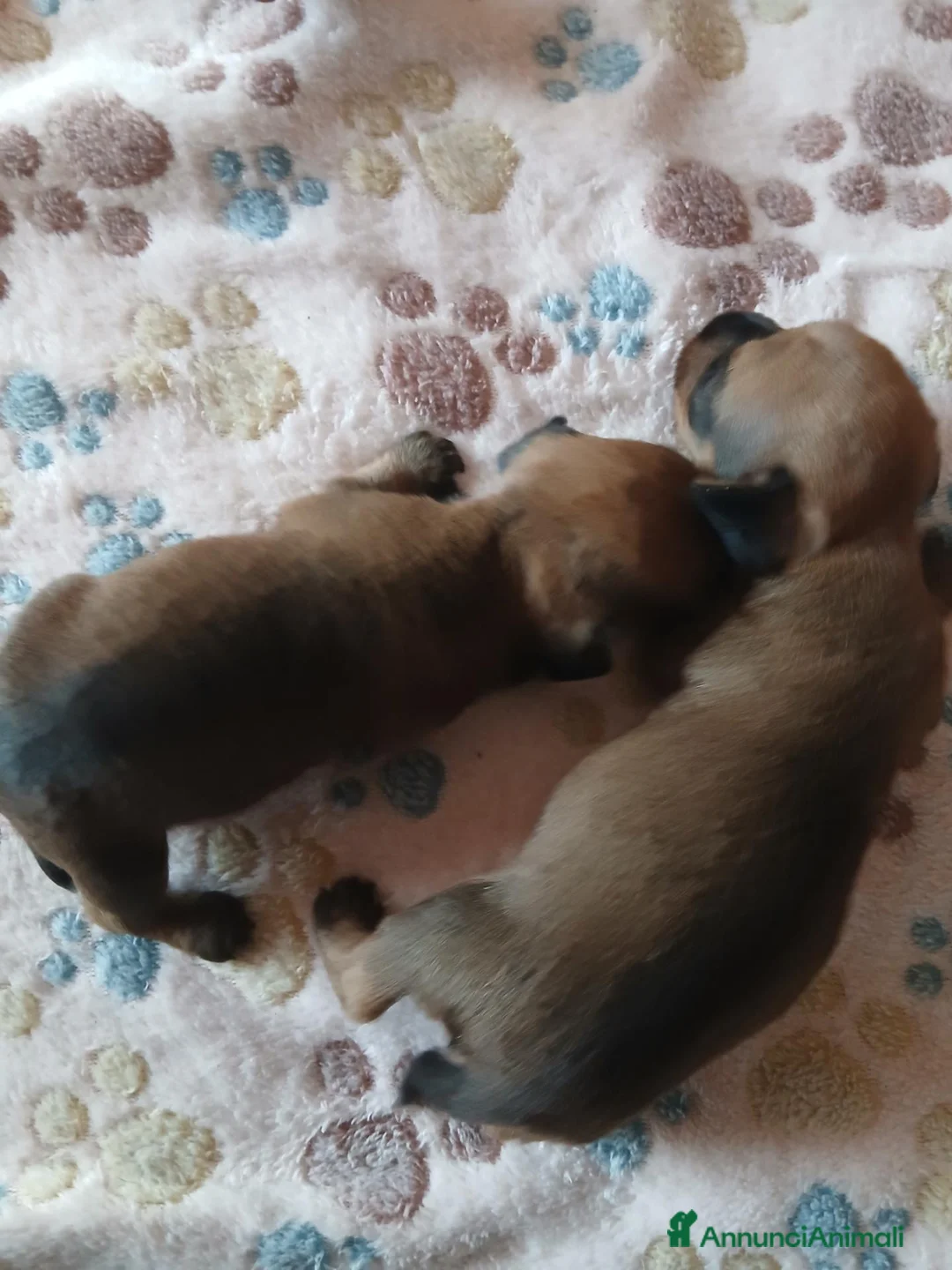 Bassotto cani in vendita: CUCCIOLI DI BASSOTTO A PELO DURO  - Annuncio 2