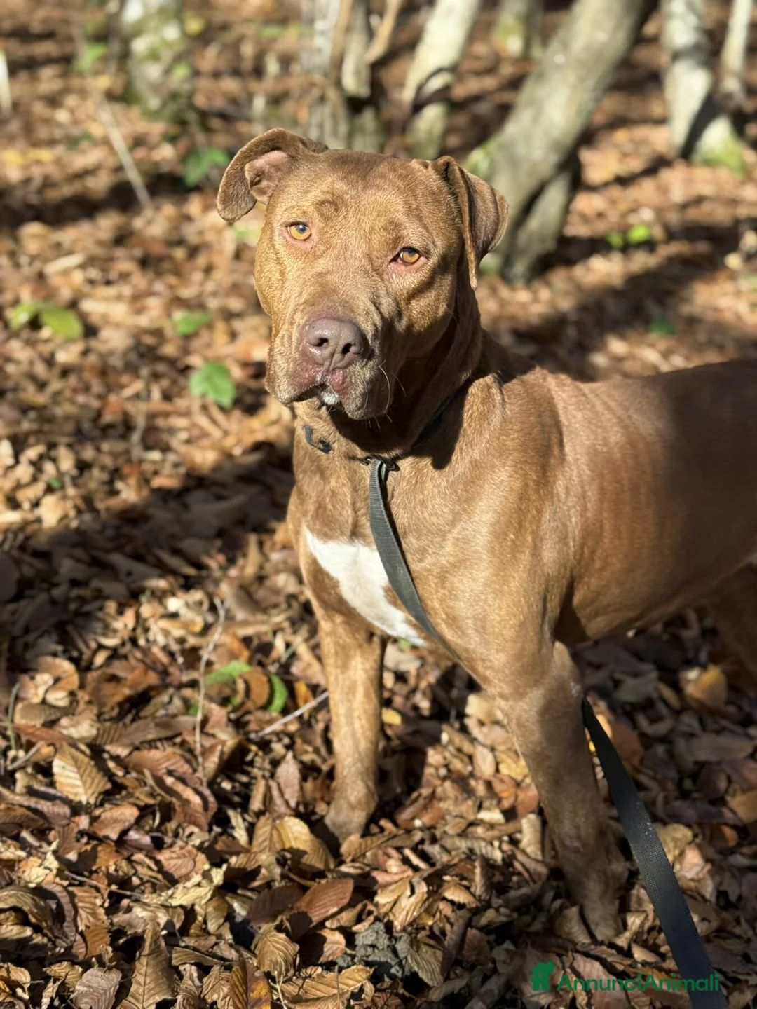 Shar Pei cani in regalo: AFRODITE, bellissima mix SHARPEI - PIT! - Annuncio 1