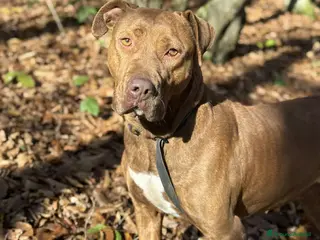 Shar Pei cani AFRODITE, bellissima mix SHARPEI - PIT! - Annuncio 1