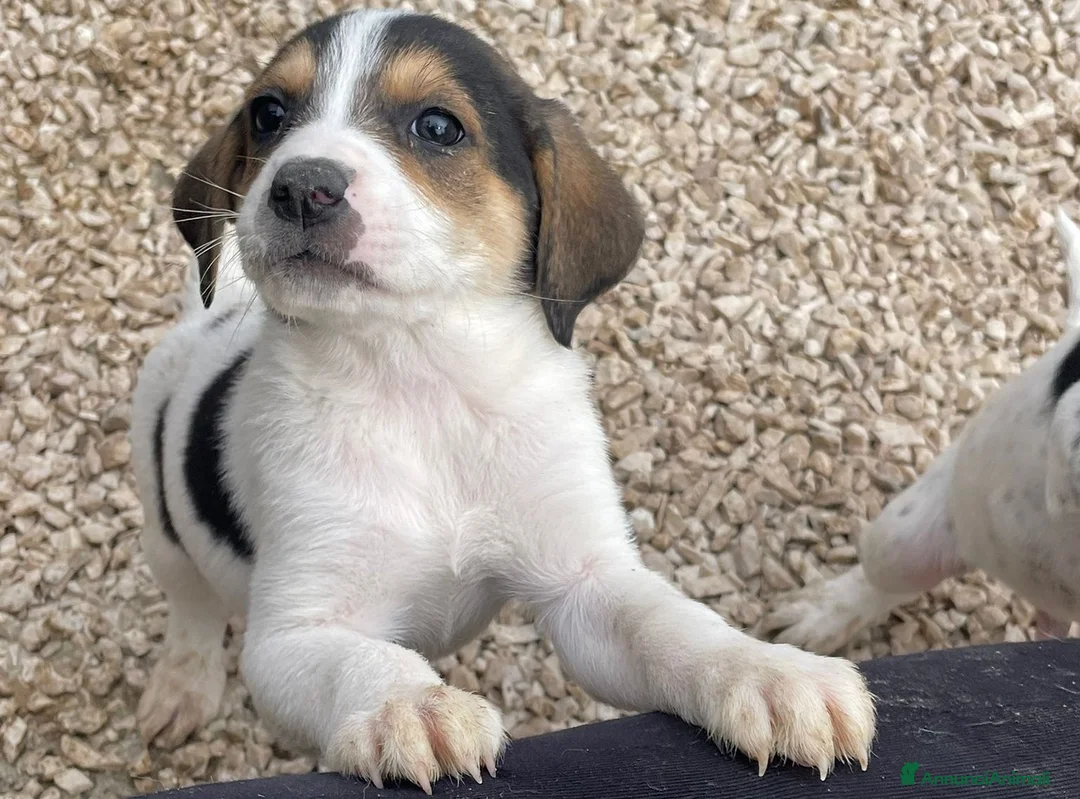 Meticcio cani in regalo: SELENE ELETTRA CELIA - Annuncio 1