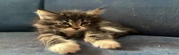 Siberiano gatti in vendita: Gattini siberiani ipoallergenici  - Annuncio 9