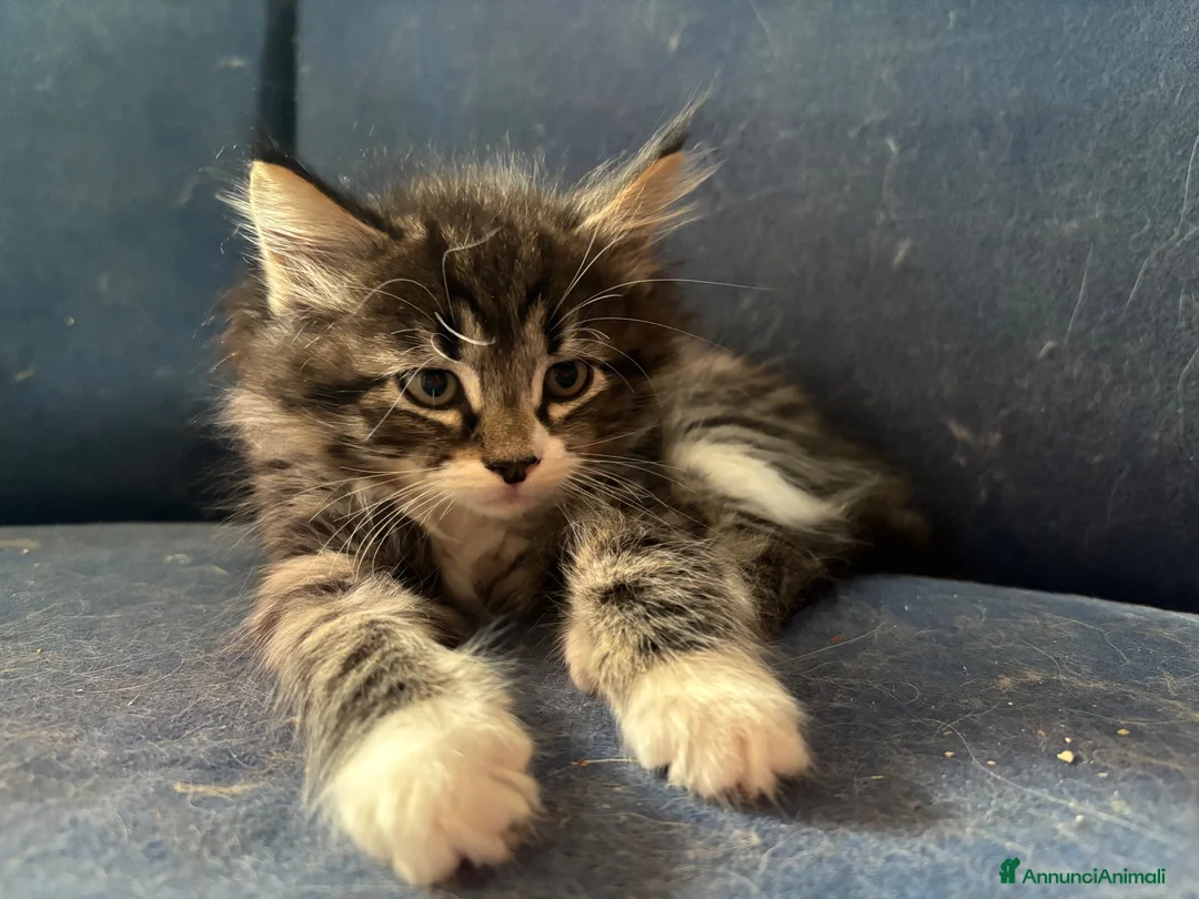 Siberiano gatti in vendita: Gattini siberiani ipoallergenici  - Annuncio 9
