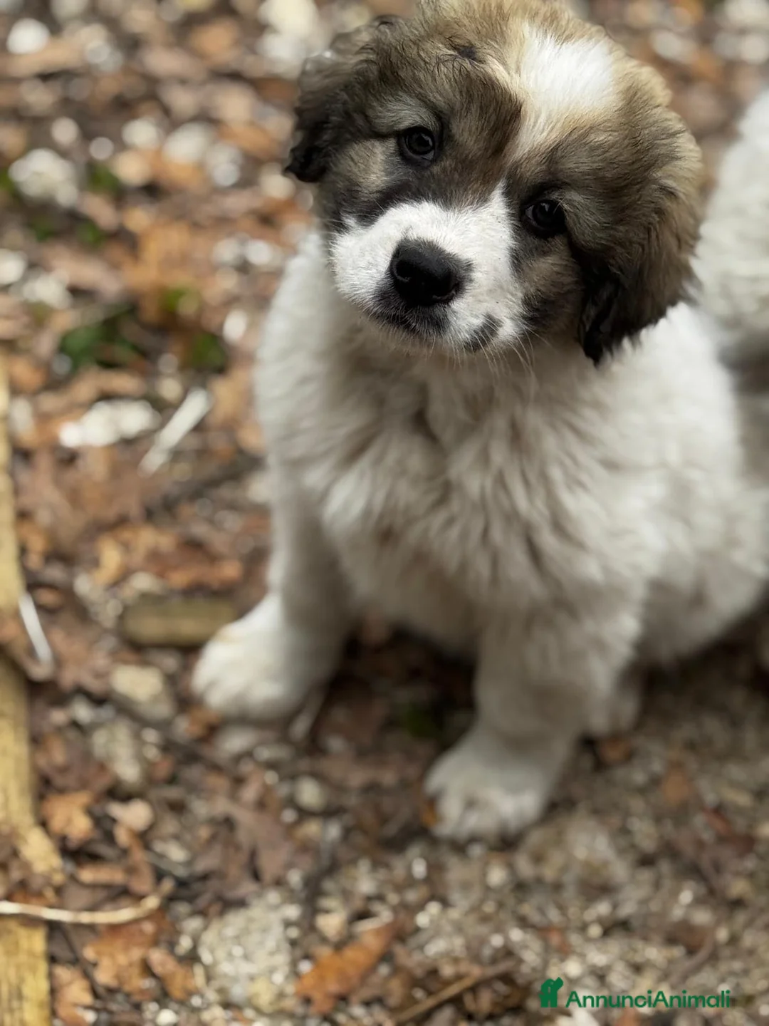 Meticcio cani in regalo: Milady a Provincia di Como - Annuncio 5