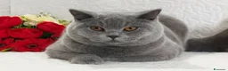 British gatti in vendita: BRITISH SHORTHAIR ROBYN  - Annuncio 5