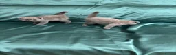 British gatti in vendita: Bellissimi gattini cercano una mamma e un papà a Provincia di Foggia - Annuncio 8