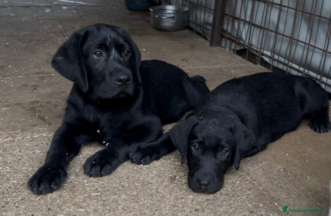 Labrador cani in vendita: Ultimi cuccioli di Labrador  a Provincia di Bergamo - Immagine 9