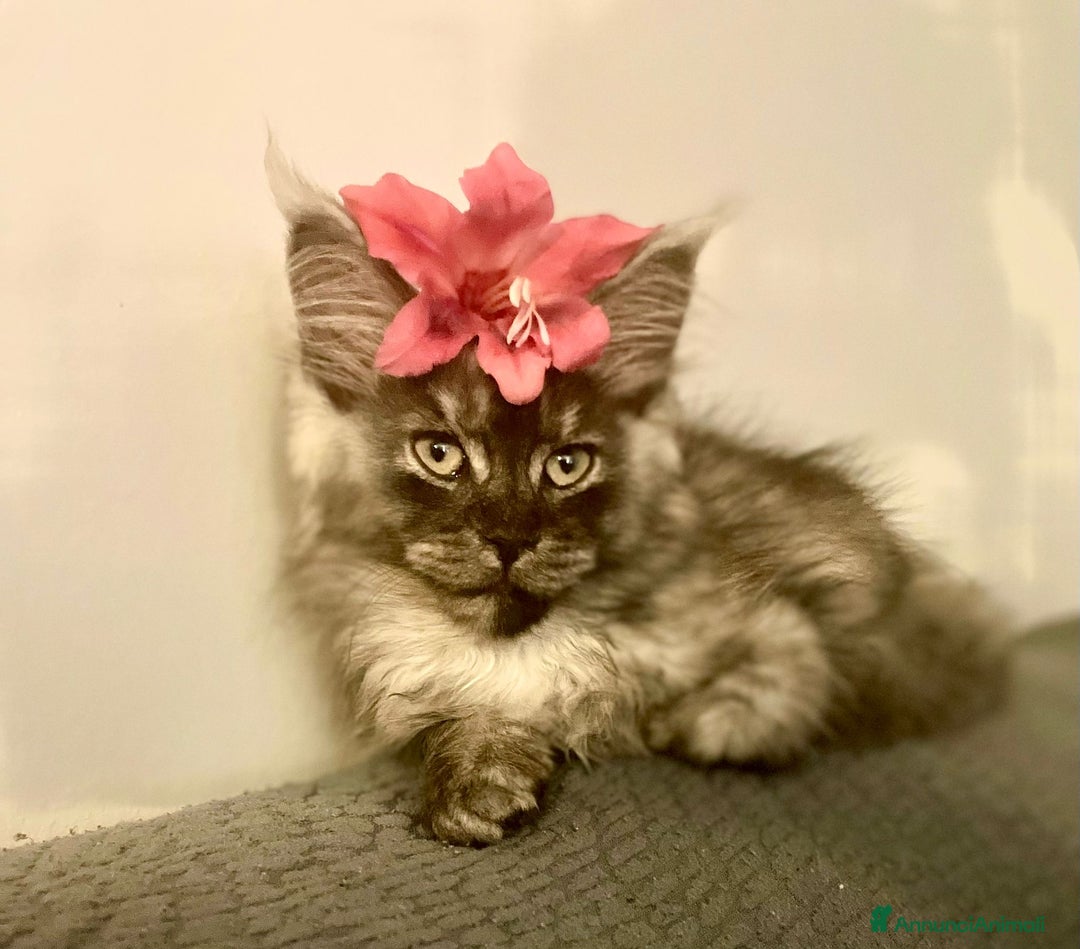 Maine Coon gatti per accoppiamento: Stallone Black smoke Maine Coon Per accopiamento a Provincia di Brescia - Annuncio 18