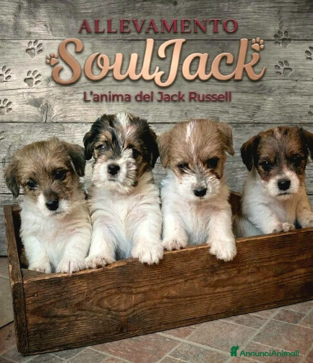 Jack Russell cani in vendita: CUCCIOLI DI JACK RUSSELL TERRIER  - Annuncio 1