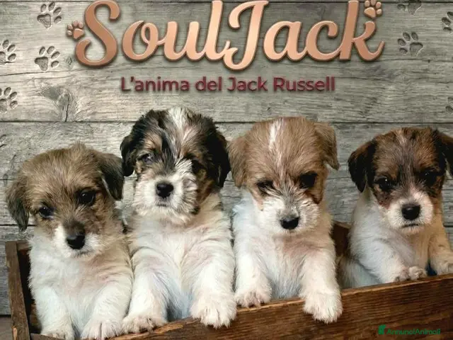 Jack Russell cani in vendita: CUCCIOLI DI JACK RUSSELL TERRIER - Annuncio 7