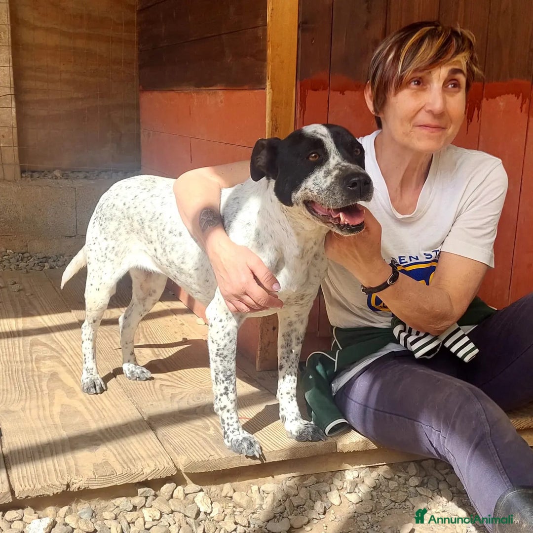 Meticcio cani in regalo: BRIA  cerca il contatto umano - Annuncio 3
