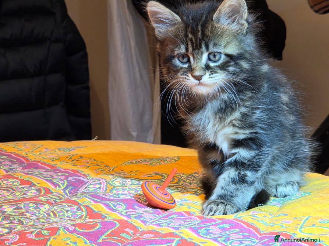 Maine Coon gatti in vendita: Vendo Cuccioli di Maine Coon - Annuncio 27