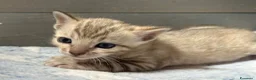 Bengala gatti in vendita: Cuccioli di Bengala - Annuncio 9