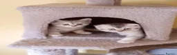 Scottish gatti in vendita: Adorabili cuccioli in cerca di casa - Annuncio 2