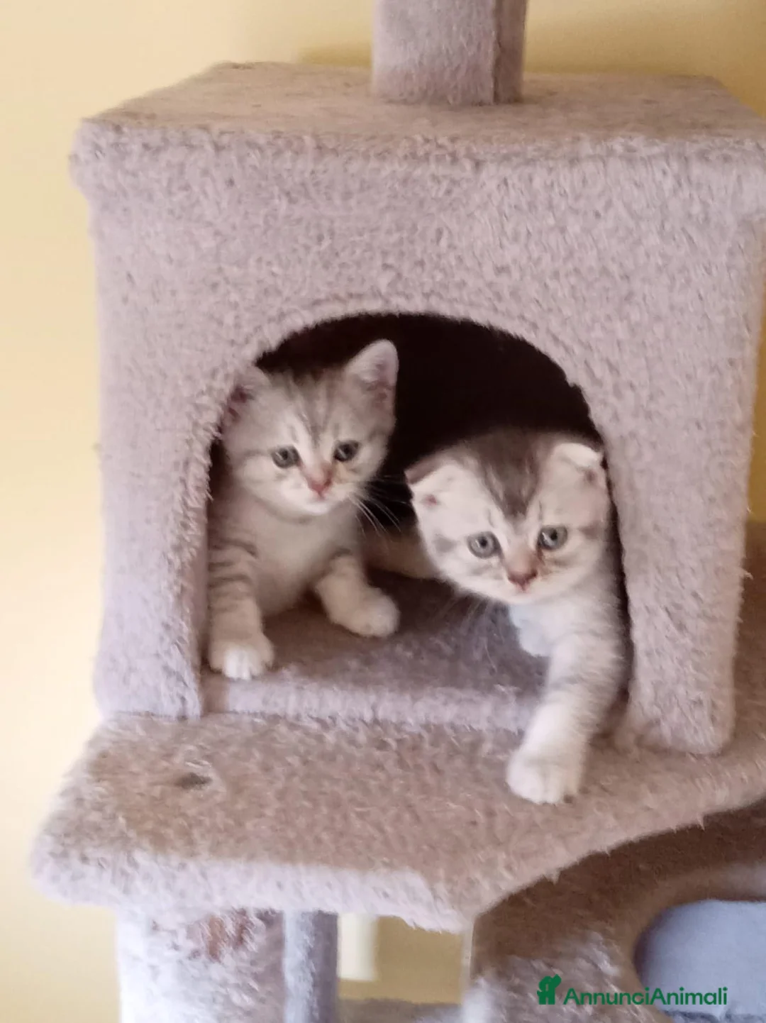 Scottish gatti in vendita: Adorabili cuccioli in cerca di casa - Annuncio 2