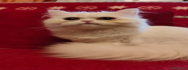 Kate