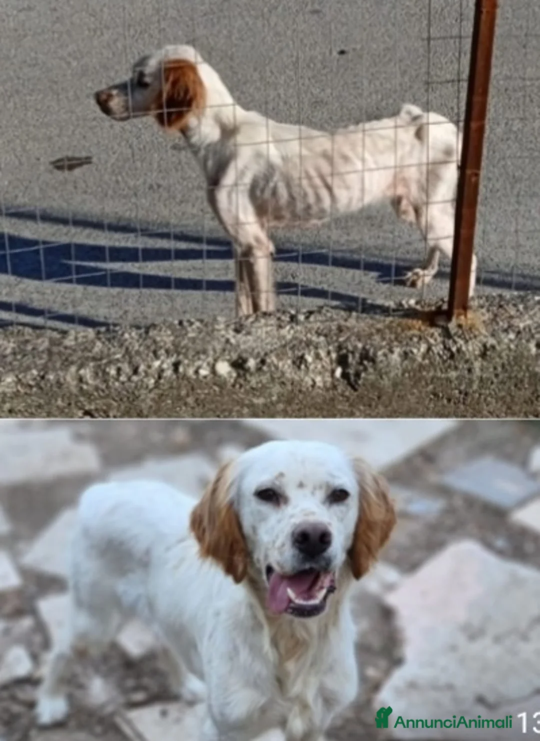 Setter Inglese cani in regalo: Setter quasi 3anni BELLO ED INVISIBILE! FOGGIA a Città metropolitana di Milano - Annuncio 9