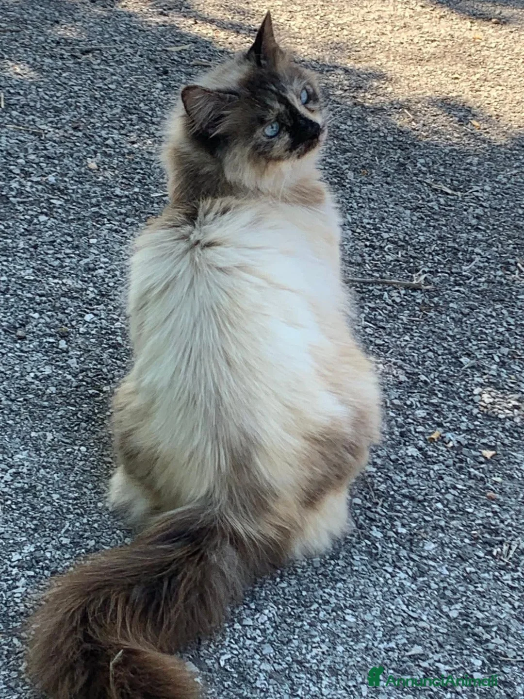 Meticcio gatti in regalo: Bellissima, buona, maestosa  - Annuncio 6
