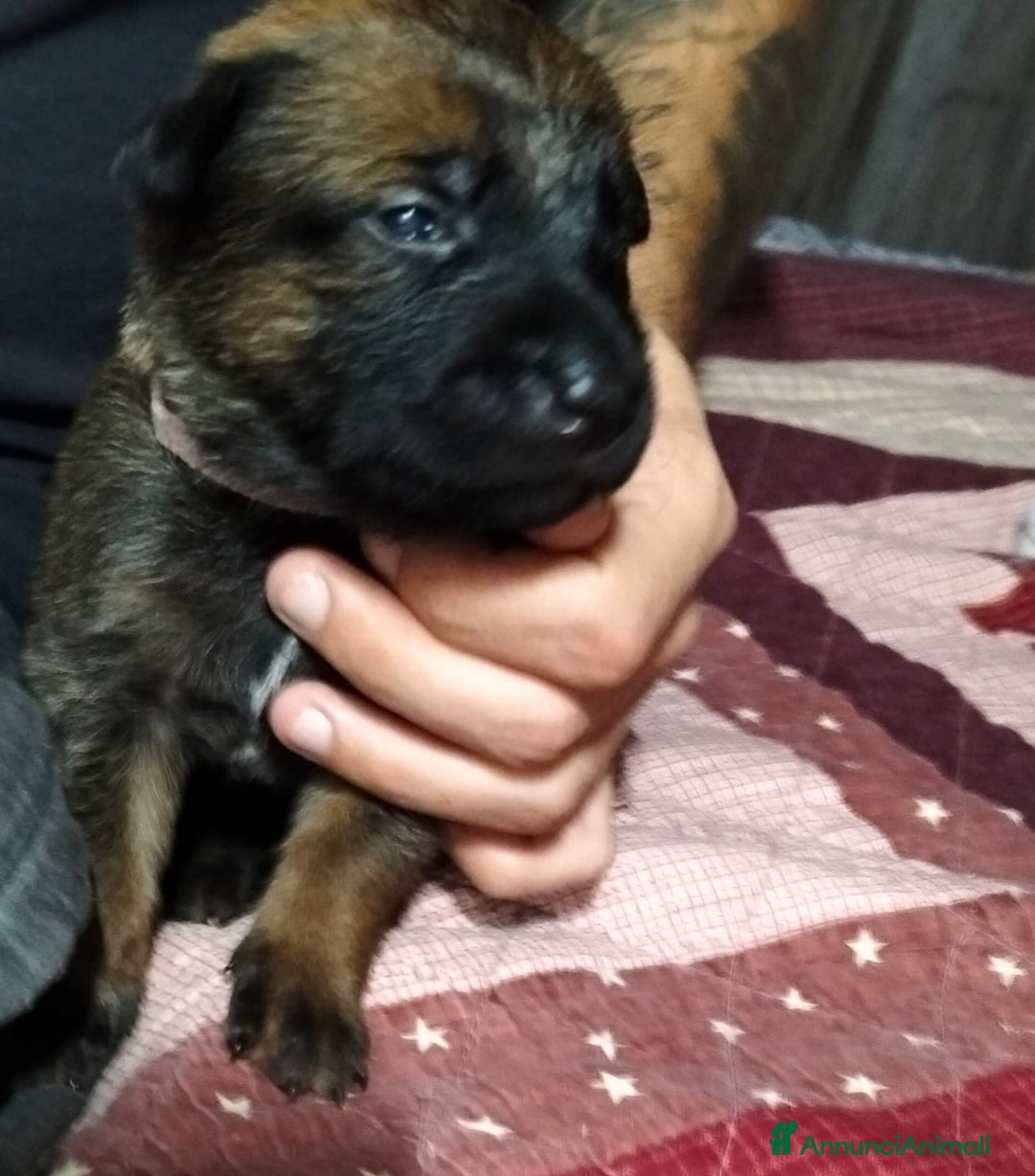 Pastore Belga cani in vendita: Cuccioli pastore belga Malinois con Pedigree ENCI - Annuncio 5