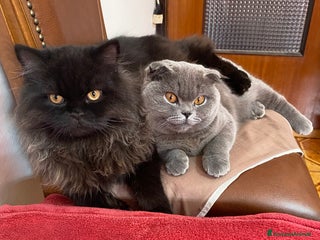 Scottish gatti Gattini Scottish fold/straight - Annuncio 3