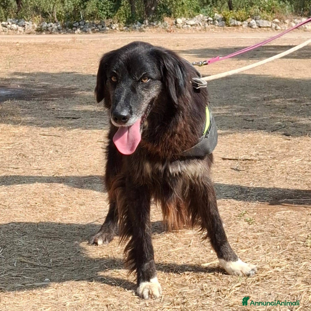 Meticcio cani in regalo: Lilly, la principessa - Annuncio 6