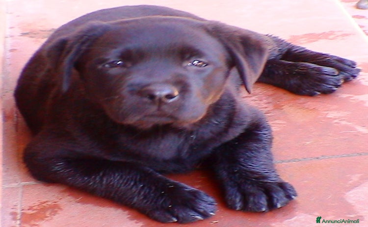 Labrador cani - Annuncio 1