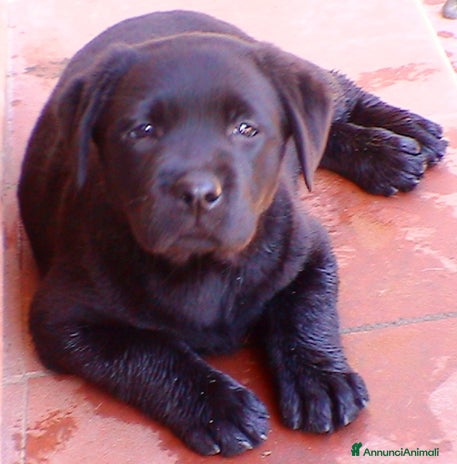 Labrador cani Cuccioli di labrador neri - Annuncio 7