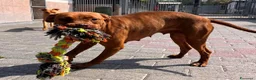 Meticcio cani in regalo: ALMA BELLISSIMA PIT - Annuncio 5