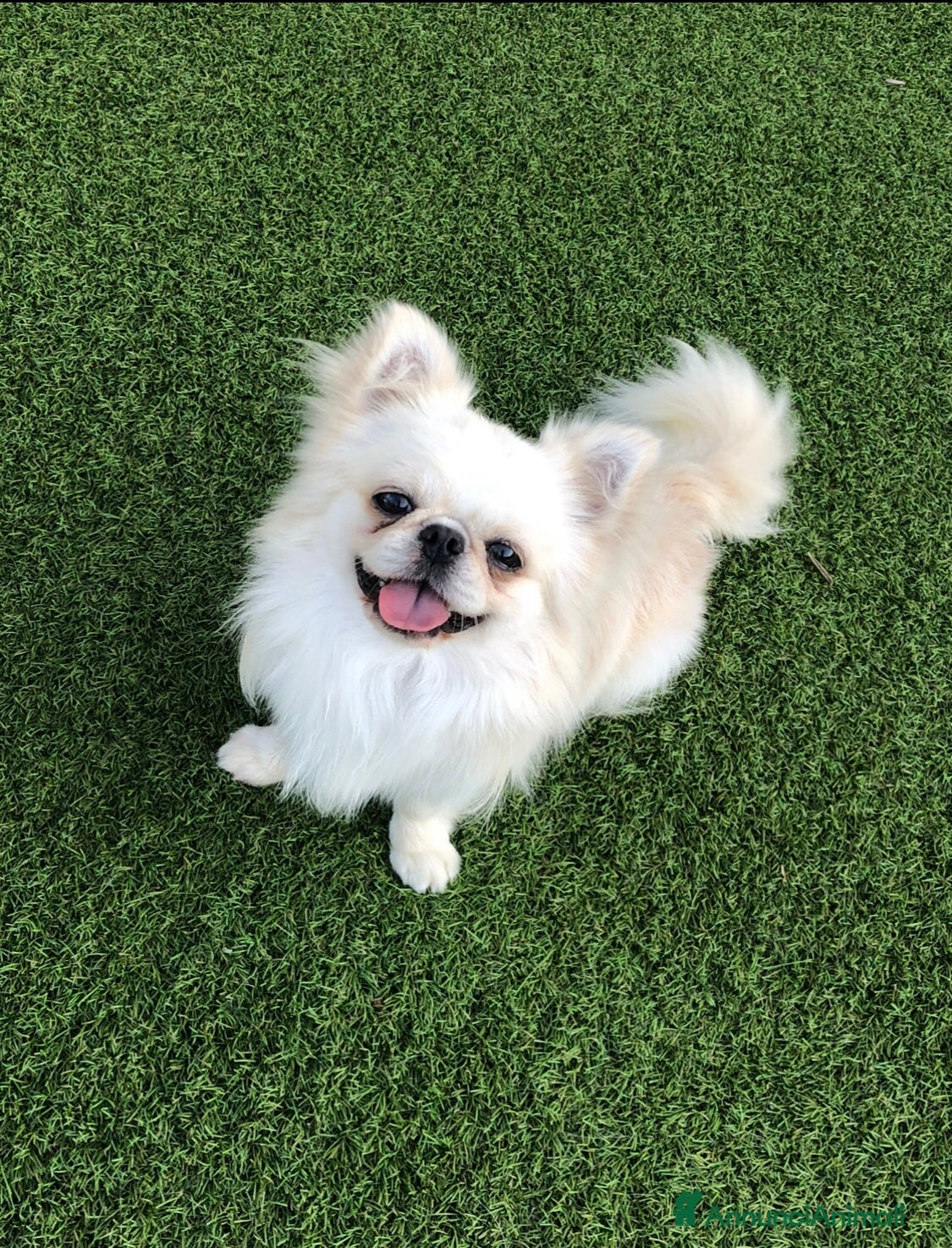 Chihuahua cani Maschietto pelo lungo  - Annuncio 2