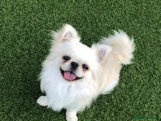 Chihuahua cani Maschietto pelo lungo - Annuncio 2