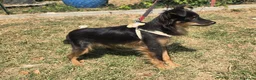 Meticcio cani in regalo: Mozart 7 mesi taglia piccola  - Annuncio 2