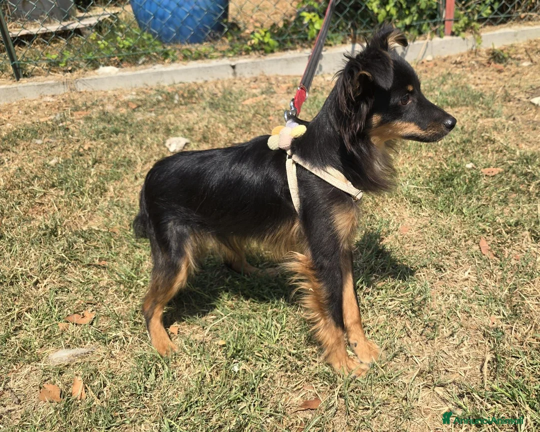 Meticcio cani in regalo: Mozart 7 mesi taglia piccola  - Annuncio 2