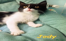 Europeo gatti in regalo: BAFFYE   E  JODY GATTINI a Città metropolitana di Roma Capitale - Immagine 1