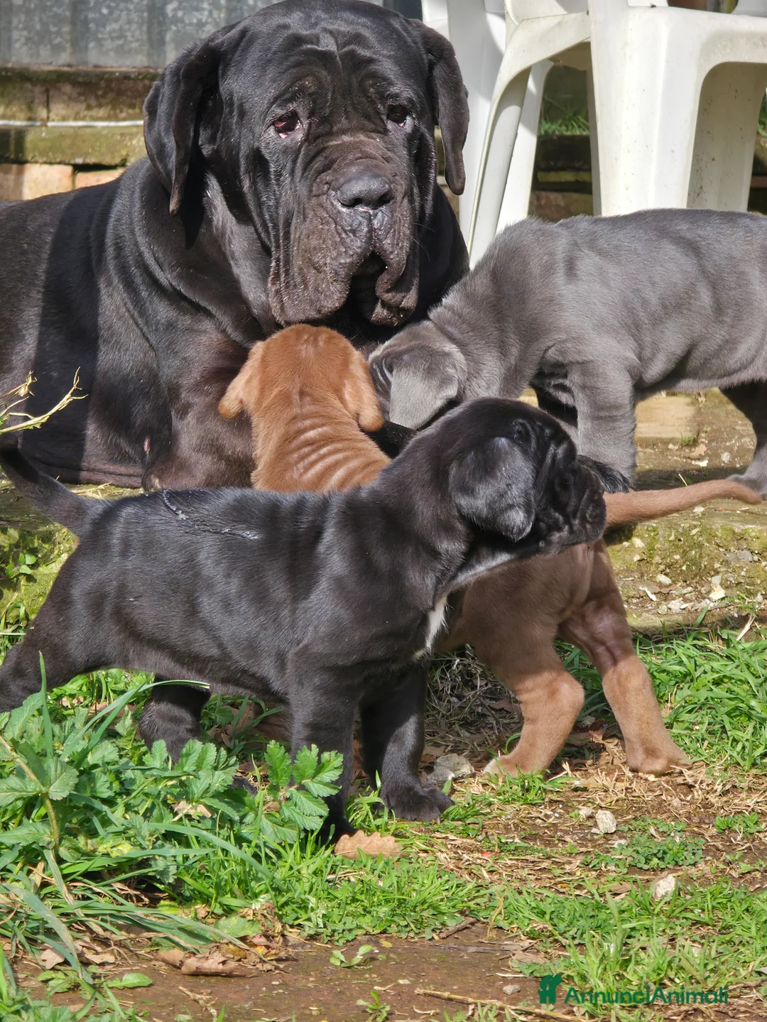 Mastino Napoletano cani in vendita: Cuccioli di Mastino Napoletano - Annuncio 10