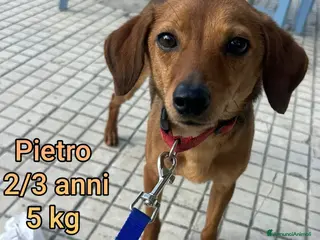 Meticcio cani CANI TAGLIA PICCOLA E MEDIOPICCOLA - Annuncio 9
