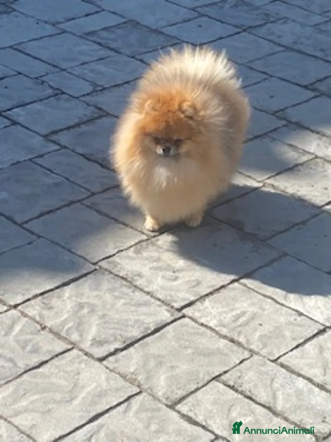 Volpino Pomerania cani in vendita: Meraviglioso Pomerania Arancio Sable - Annuncio 4