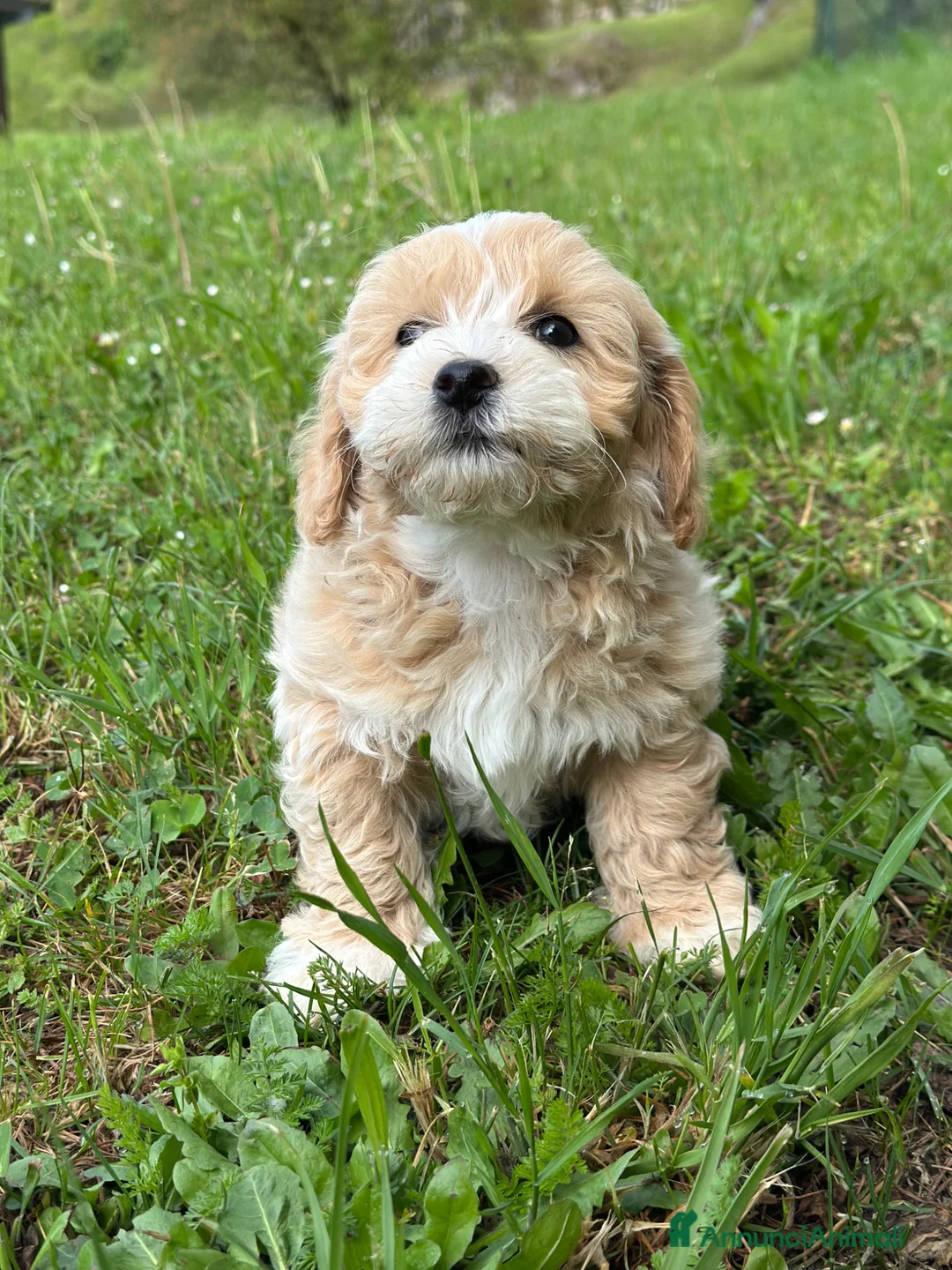 Maltipoo cani in vendita: Cucciolo di Maltipoo - Annuncio 2