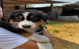 Australian Shepherd cani in vendita: Cucciolo pastore australiano black tricolor  a Città Metropolitana di Torino - Immagine 3