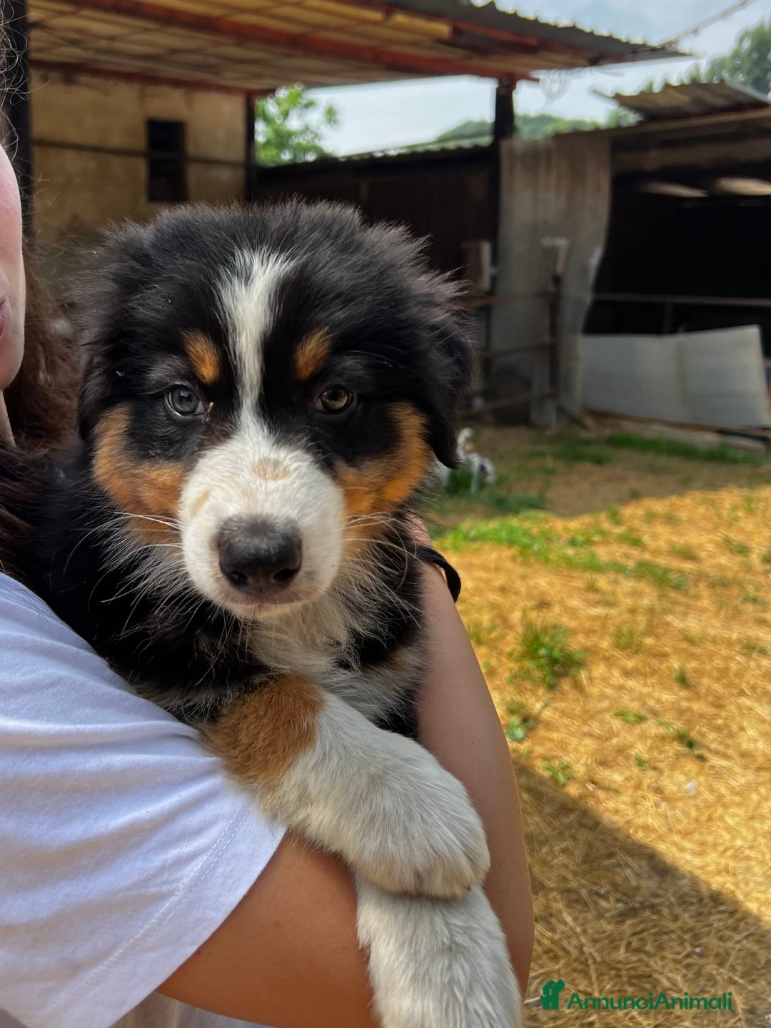 Australian Shepherd cani in vendita: Cucciolo pastore australiano black tricolor  a Città Metropolitana di Torino - Immagine 3