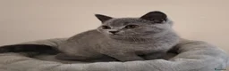 British gatti in vendita: Cucciolo British Shorthair  - Annuncio 2