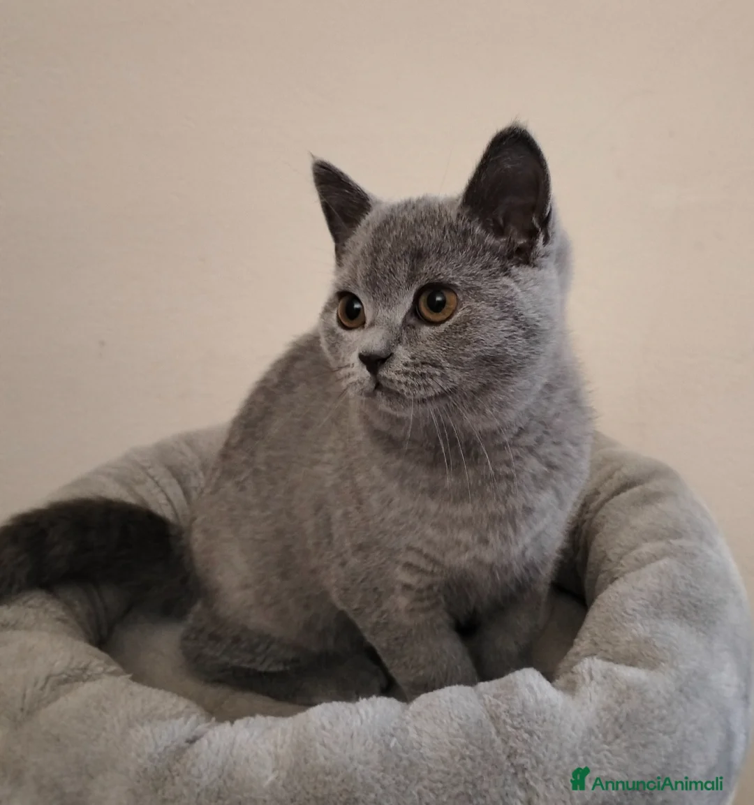 British gatti in vendita: Cucciolo British Shorthair  - Annuncio 2